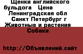 Щенки английского бульдога › Цена ­ 45 000 - Ленинградская обл., Санкт-Петербург г. Животные и растения » Собаки   